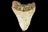 Bargain, Fossil Megalodon Tooth - North Carolina #124630-2